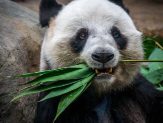 panda eating plant